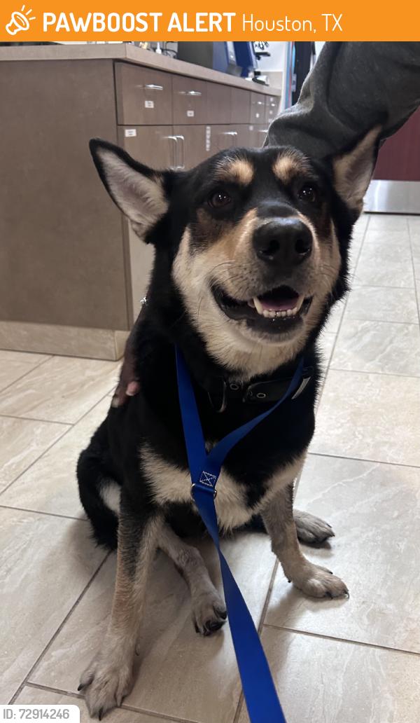 Found/Stray Unknown Dog last seen Patterson rd, Houston, TX 77084