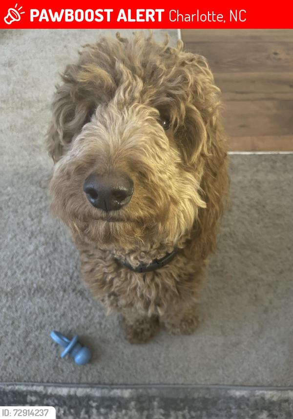 Lost Male Dog last seen Alta Grove apmts, Charlotte, NC 28216