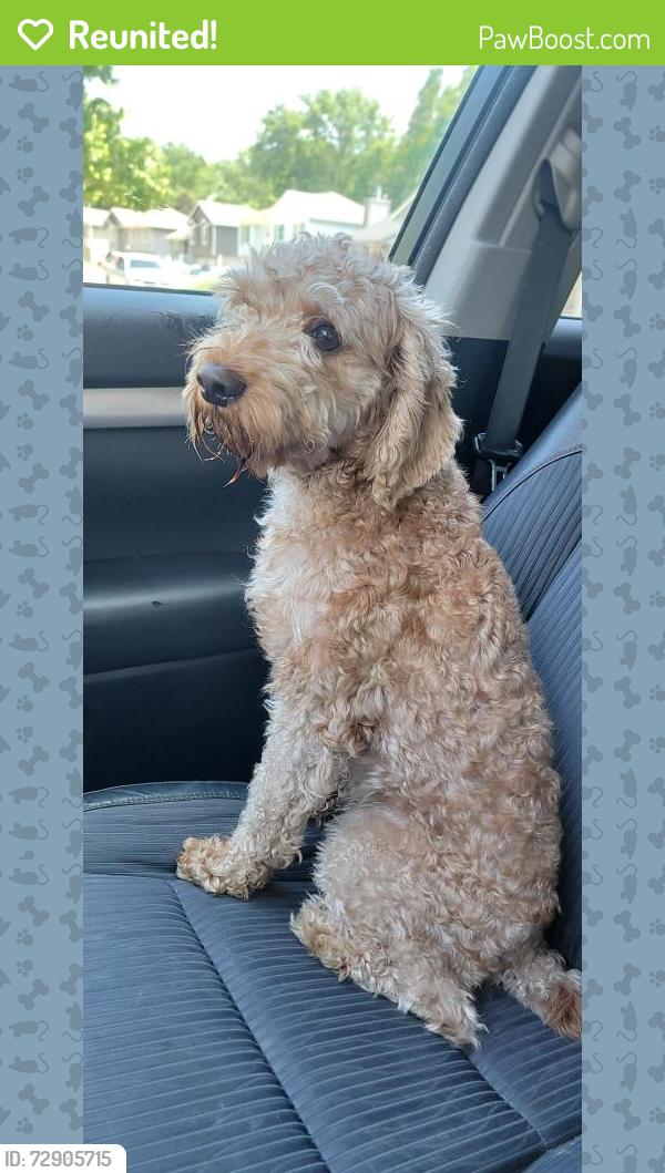 Reunited Unknown Dog last seen N Oak and 109th St., Kansas City, MO 64155