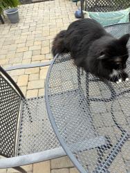 Found/Stray Male Cat last seen 116th & Guilford, Carmel, IN 46032