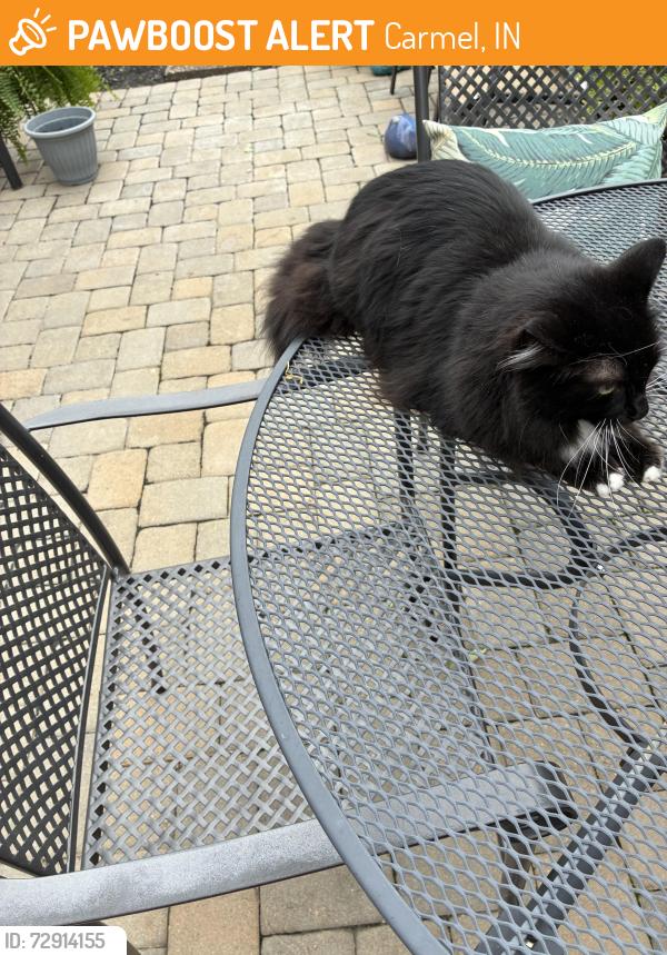 Found/Stray Male Cat last seen 116th & Guilford, Carmel, IN 46032