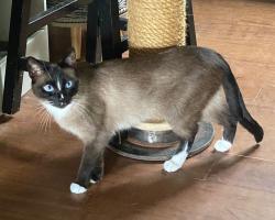 Lost Female Cat last seen Summit Road/Ruston Lane (neighborhood near Reynoldsburg Summit High School), Reynoldsburg, OH 43068