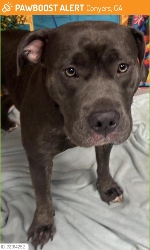 Found/Stray Unknown Dog last seen Located at Rockdale County Animal Service, 1506 Rockbridge Road, Conyers, GA 30012, Conyers, GA 30012