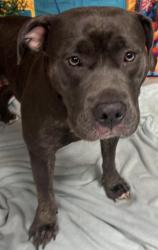 Found/Stray Unknown Dog last seen Located at Rockdale County Animal Service, 1506 Rockbridge Road, Conyers, GA 30012, Conyers, GA 30012