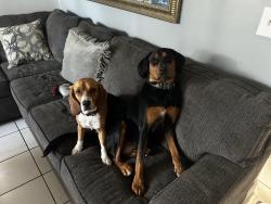 Reunited Female Dog last seen Near SW 14th St, Miami, FL 33184, USA, Miami, FL 33184