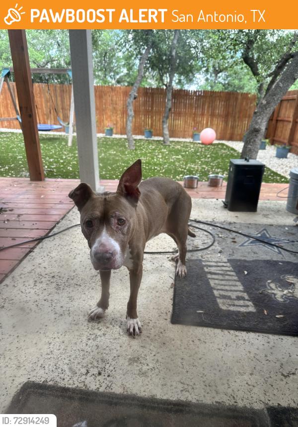 Found/Stray Female Dog last seen Evans rd., San Antonio, TX 78261