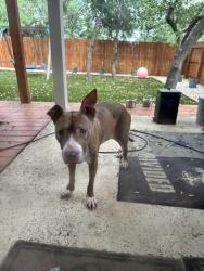 Found/Stray Female Dog last seen Evans rd., San Antonio, TX 78261