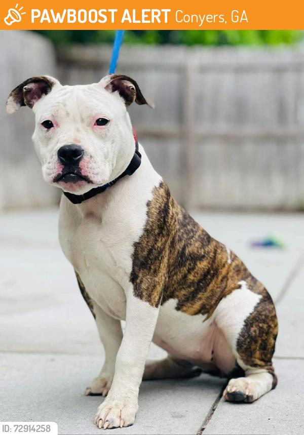 Found/Stray Unknown Dog last seen Located at Rockdale County Animal Service, 1506 Rockbridge Road, Conyers, GA 30012, Conyers, GA 30012