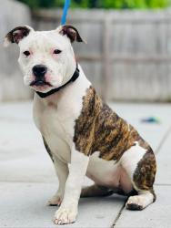 Found/Stray Unknown Dog last seen Located at Rockdale County Animal Service, 1506 Rockbridge Road, Conyers, GA 30012, Conyers, GA 30012