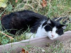 Lost Male Cat last seen Balboa and Saticoy, Los Angeles, CA 91406