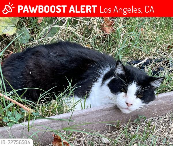 Lost Male Cat last seen Balboa and Saticoy, Los Angeles, CA 91406