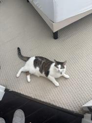 Reunited Female Cat last seen city pky and gateway drive , Surrey, BC V3T 0B5