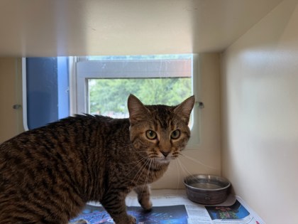 Shelter Stray Female Cat last seen Near Treecrest Rd Decatur, GA 30035, 30035, GA, Atlanta, GA 30341