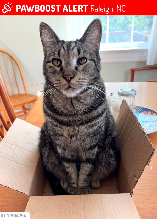 Lost Male Cat last seen Dixie & O'Berry, Raleigh, NC 27607