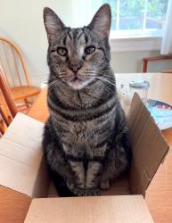 Lost Male Cat last seen Dixie & O'Berry, Raleigh, NC 27607