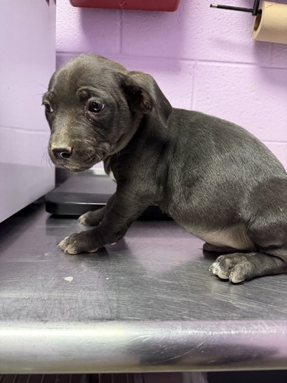 Shelter Stray Male Dog last seen Near EDGE OF TEXAS, EL PASO, TX, 79934, CITY of El Paso, TX, Fort Bliss, TX 79906