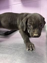 Shelter Stray Male Dog last seen Near EDGE OF TEXAS, EL PASO, TX, 79934, CITY of El Paso, TX, Fort Bliss, TX 79906