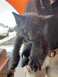 Shelter Stray Male Cat last seen Fabens, TX 79838, Fort Bliss, TX 79906