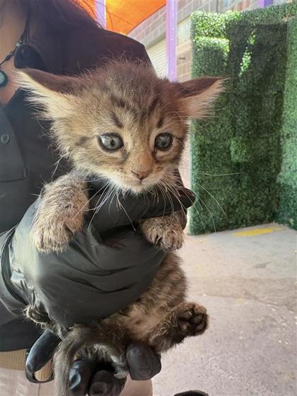 Shelter Stray Male Cat last seen Fabens, TX 79838, Fort Bliss, TX 79906