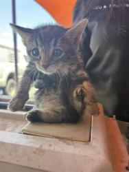 Shelter Stray Female Cat last seen Fabens, TX 79838, Fort Bliss, TX 79906