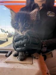 Shelter Stray Female Cat last seen Fabens, TX 79838, Fort Bliss, TX 79906