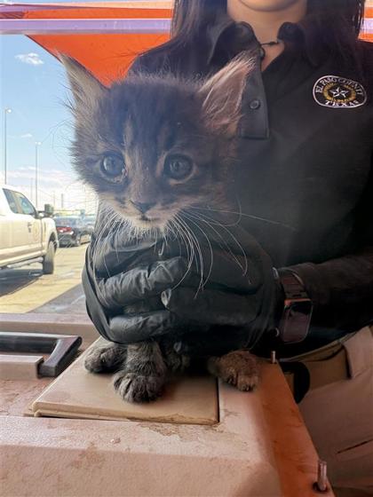 Shelter Stray Female Cat last seen Fabens, TX 79838, Fort Bliss, TX 79906