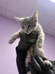 Shelter Stray Female Cat last seen El Paso, TX 79915, Fort Bliss, TX 79906