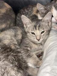 Shelter Stray Female Cat last seen El Paso, TX 79915, Fort Bliss, TX 79906