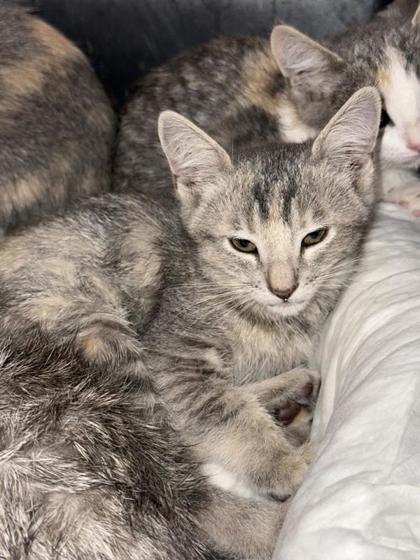 Shelter Stray Female Cat last seen El Paso, TX 79915, Fort Bliss, TX 79906
