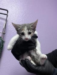 Shelter Stray Female Cat last seen El Paso, TX 79915, Fort Bliss, TX 79906