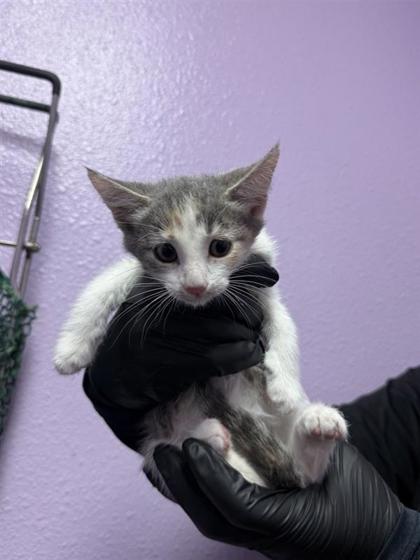 Shelter Stray Female Cat last seen El Paso, TX 79915, Fort Bliss, TX 79906