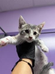 Shelter Stray Female Cat last seen El Paso, TX 79915, Fort Bliss, TX 79906