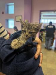 Shelter Stray Male Cat last seen El Paso, TX 79915, Fort Bliss, TX 79906