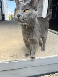 Found/Stray Female Cat last seen W Pioneer Dr & Estrada Pkwy, Irving, TX 75061