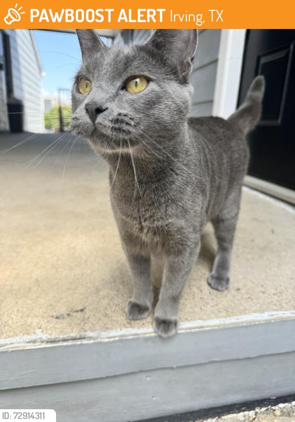 Found/Stray Female Cat last seen W Pioneer Dr & Estrada Pkwy, Irving, TX 75061