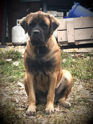 Reunited Female Dog last seen Main st. and philadelphia, Dayton, OH 45415