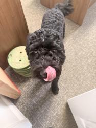 Found/Stray Male Dog last seen Hayleigh Village apmts , Greensboro, NC 27410