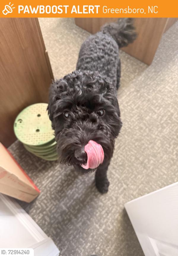 Found/Stray Male Dog last seen Hayleigh Village apmts , Greensboro, NC 27410