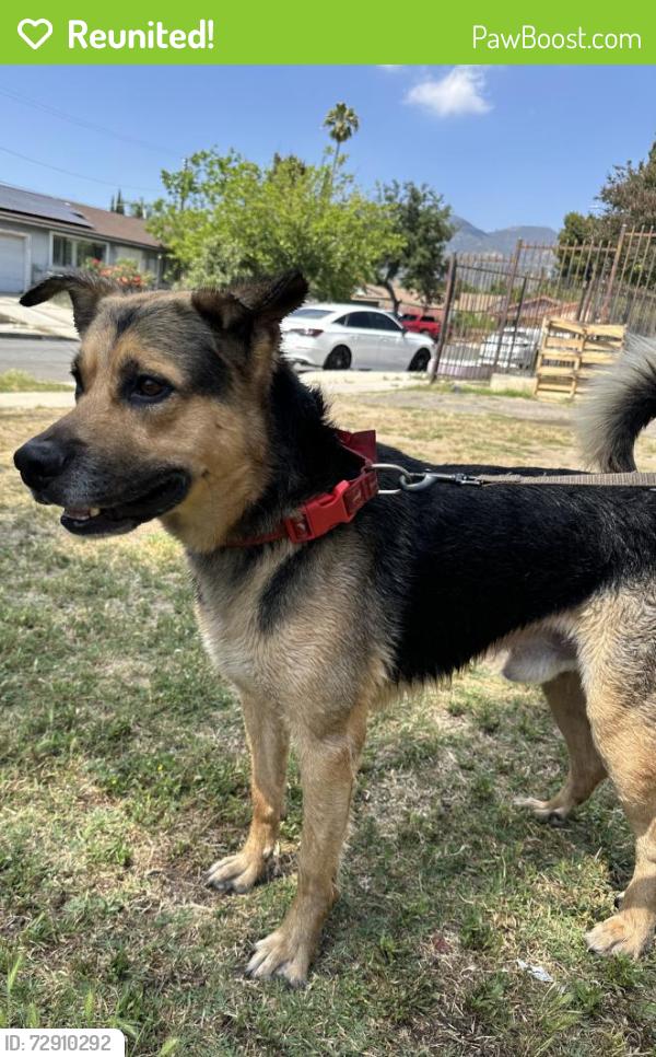 Reunited Male Dog last seen Raven St/De Garmo St, Los Angeles, CA 91342