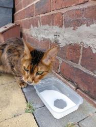 Reunited Unknown Cat last seen Myvod pub, West Midlands, England WS10