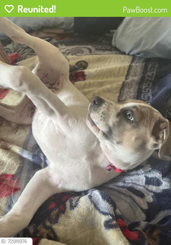 Reunited Female Dog last seen Near Estara Ave, Glassell Park, CA 90065, USA, Los Angeles, CA 90065