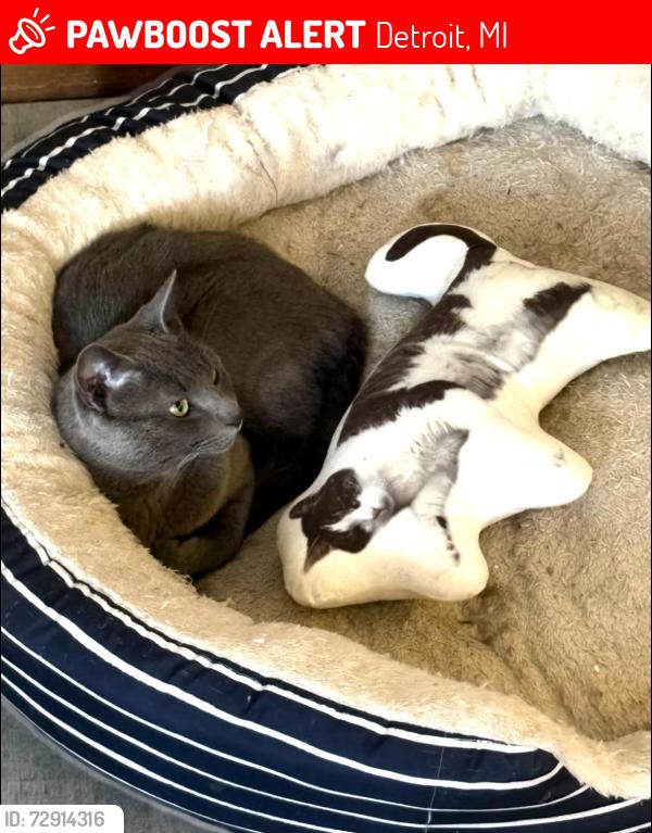 Lost Male Cat last seen Curtis, Detroit, MI 48235