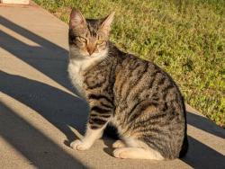 Lost Male Cat last seen Meadowbrook apmts, Foley, AL 36535