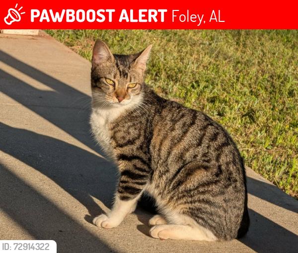 Lost Male Cat last seen Meadowbrook apmts, Foley, AL 36535