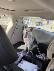 Found/Stray Male Dog last seen Avenida de las Ferias 5630 Burocrata Hipodromo 22030 Tijuana, B.C. México, Tijuana, B.C. 22030