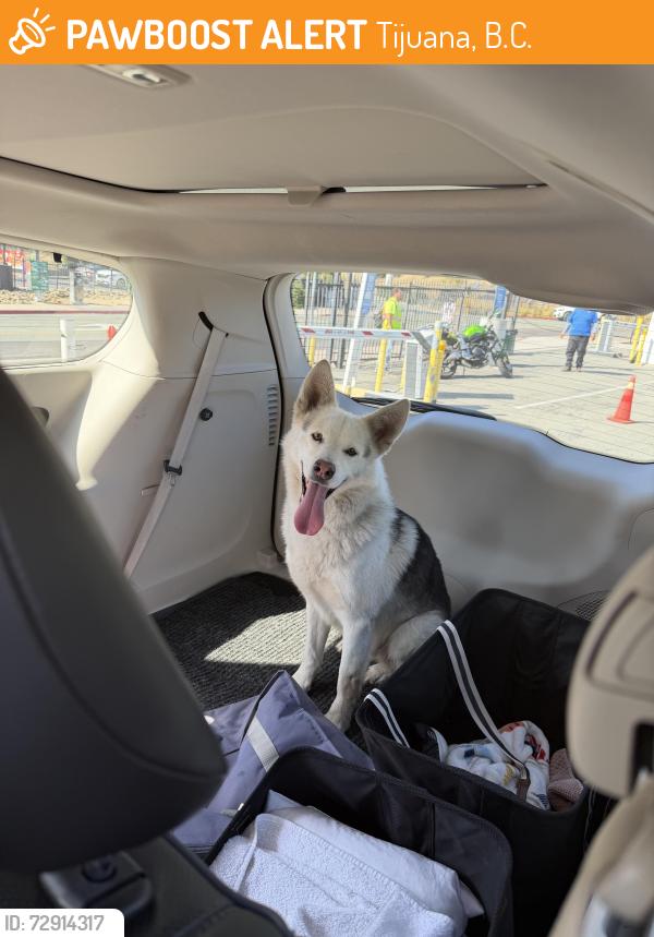 Found/Stray Male Dog last seen Avenida de las Ferias 5630 Burocrata Hipodromo 22030 Tijuana, B.C. México, Tijuana, B.C. 22030
