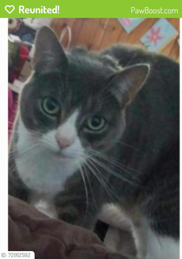 Reunited Female Cat last seen Bethel Bower Road, Barrow County, GA 30620