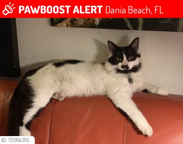 Lost Male Cat last seen NW 8th street and NW 6th street , Dania Beach, FL 33004