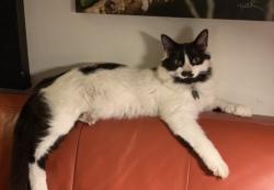Lost Male Cat last seen NW 8th street and NW 6th street , Dania Beach, FL 33004