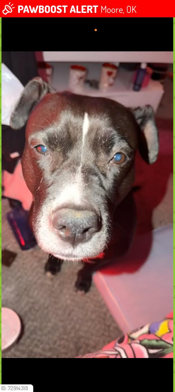 Lost Female Dog last seen SE 89th & Bryant , Moore, OK 73160
